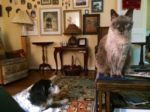 chico and foster